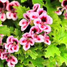 Rose Geranium Essential Oil